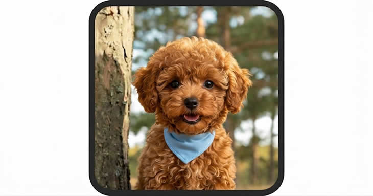 Wuffy Review 3